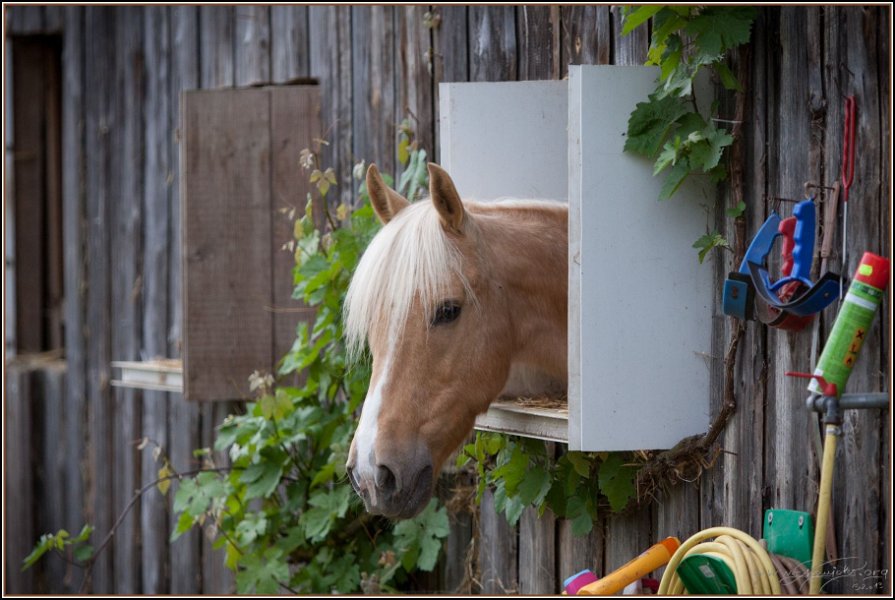 Asbach Fohlenshow 2014 122